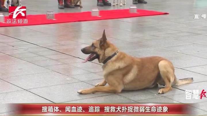 长沙市消防支队特勤大队三中队搜救班集体亮相,搜箱体、闻血迹、追踪,长沙明星搜救犬TM和可乐现场秀技。