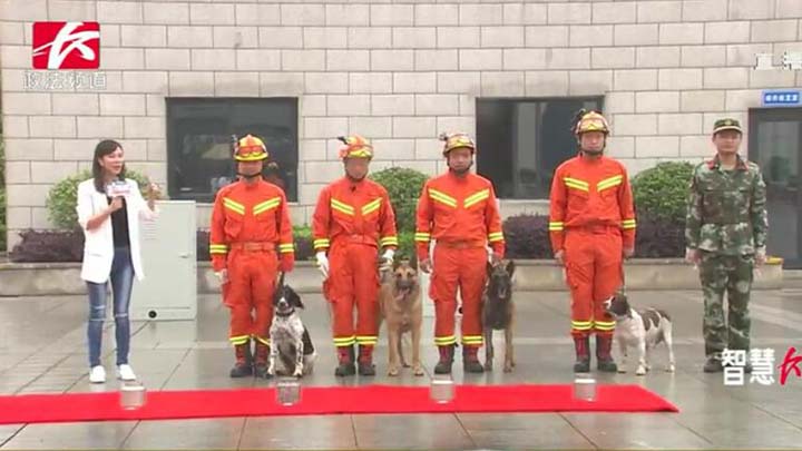 长沙市消防支队特勤大队三中队搜救班集体亮相,搜箱体、闻血迹、追踪,长沙明星搜救犬TM和可乐现场秀技。