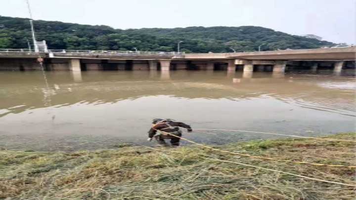 蓝天救援队的潜水员7月10日下午紧急赶赴岳麓区龙王港 ,在洪峰中启用声呐,机器人探寻西湖公园渠道水下深处那只关闭不良,导致江水倒灌的闸门。各种手段齐上堵漏。